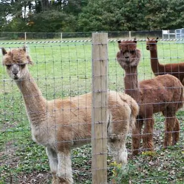 Alpaca fence