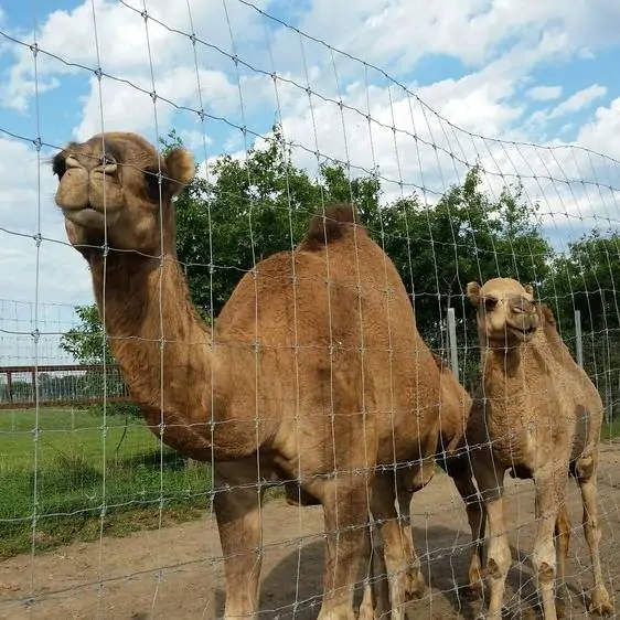 Camel fence