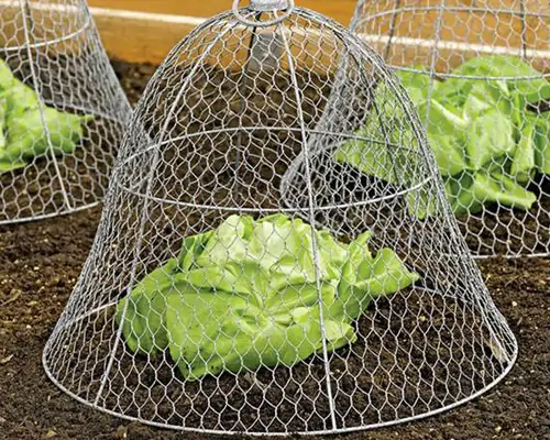 Chicken wire gardening