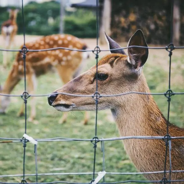 Deer fence