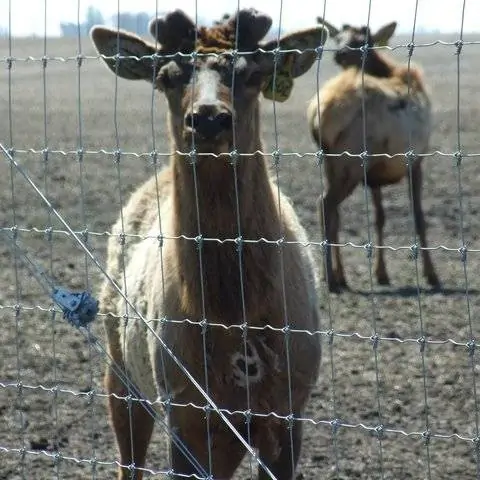 Goat fence