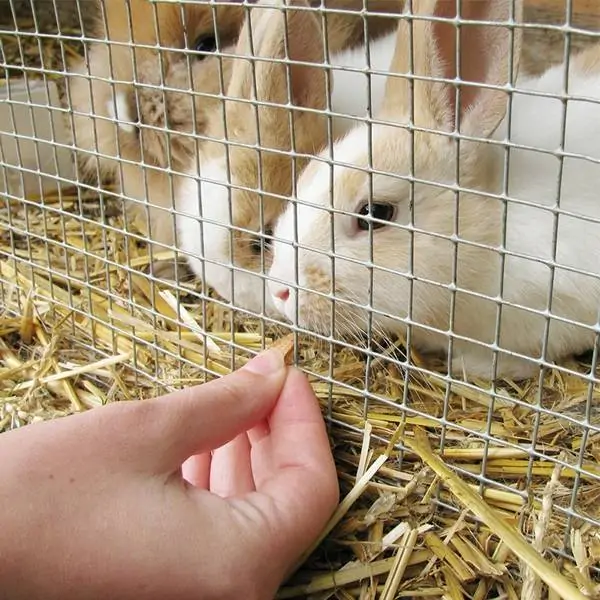 Hardware cloth rabbit fence