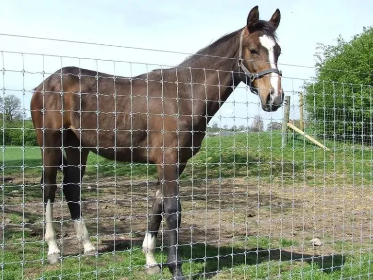 Horse field fencing