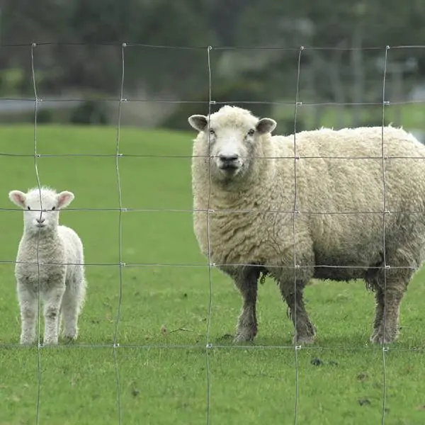 Sheep fence