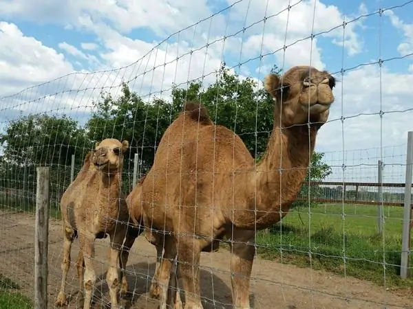 fixed knot camel fence