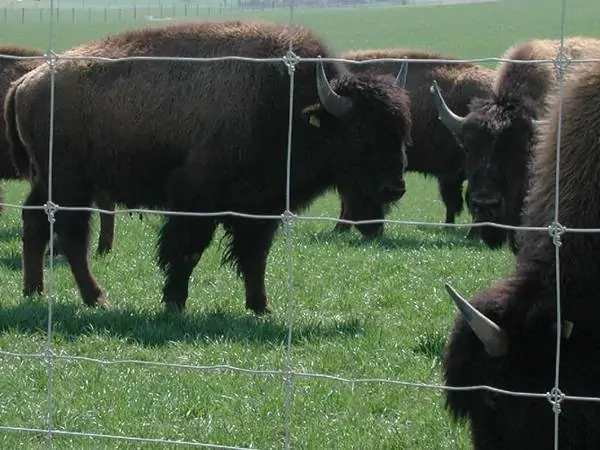 fixed knot cattle fence