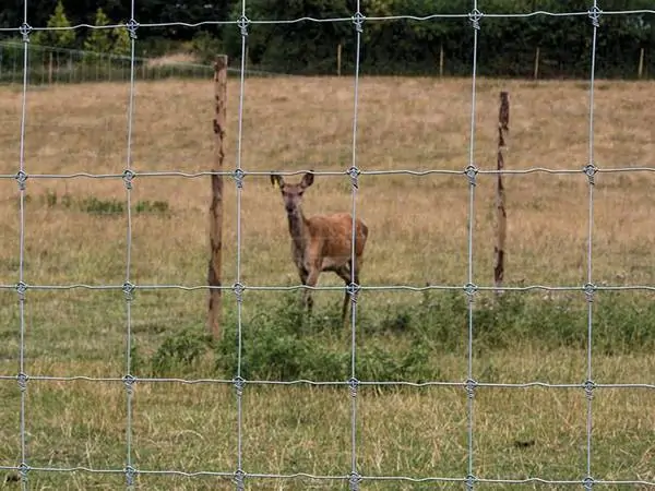 fixed knot deer fence